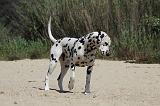 DALMATIEN 281